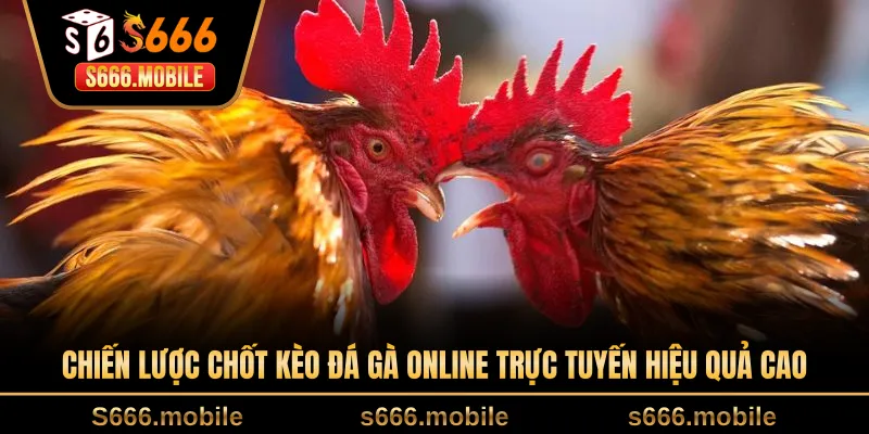 Chiến lược chốt kèo đá gà online trực tuyến hiệu quả cao